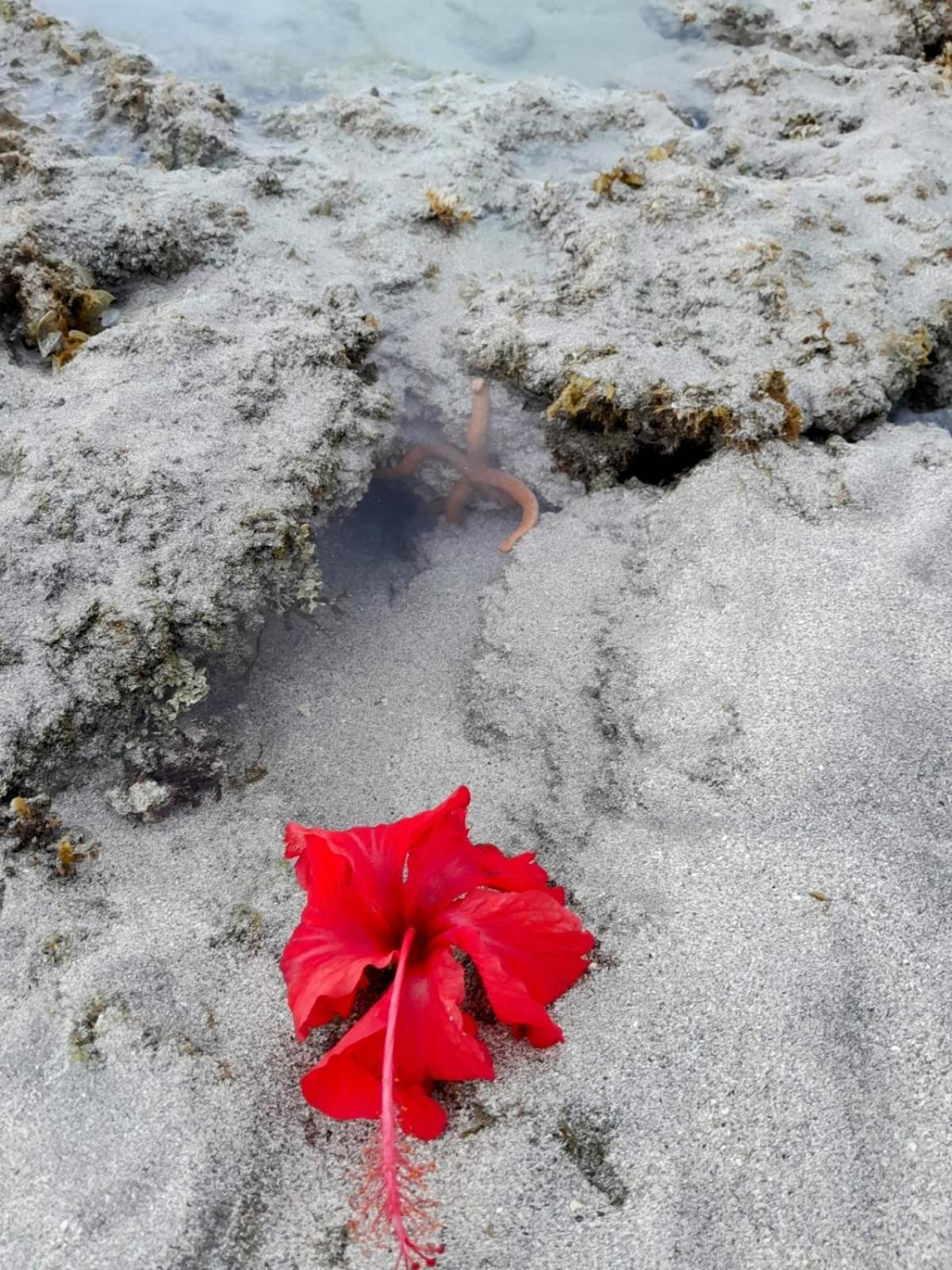 Pousada Flor Da Barra Maragogi Ngoại thất bức ảnh